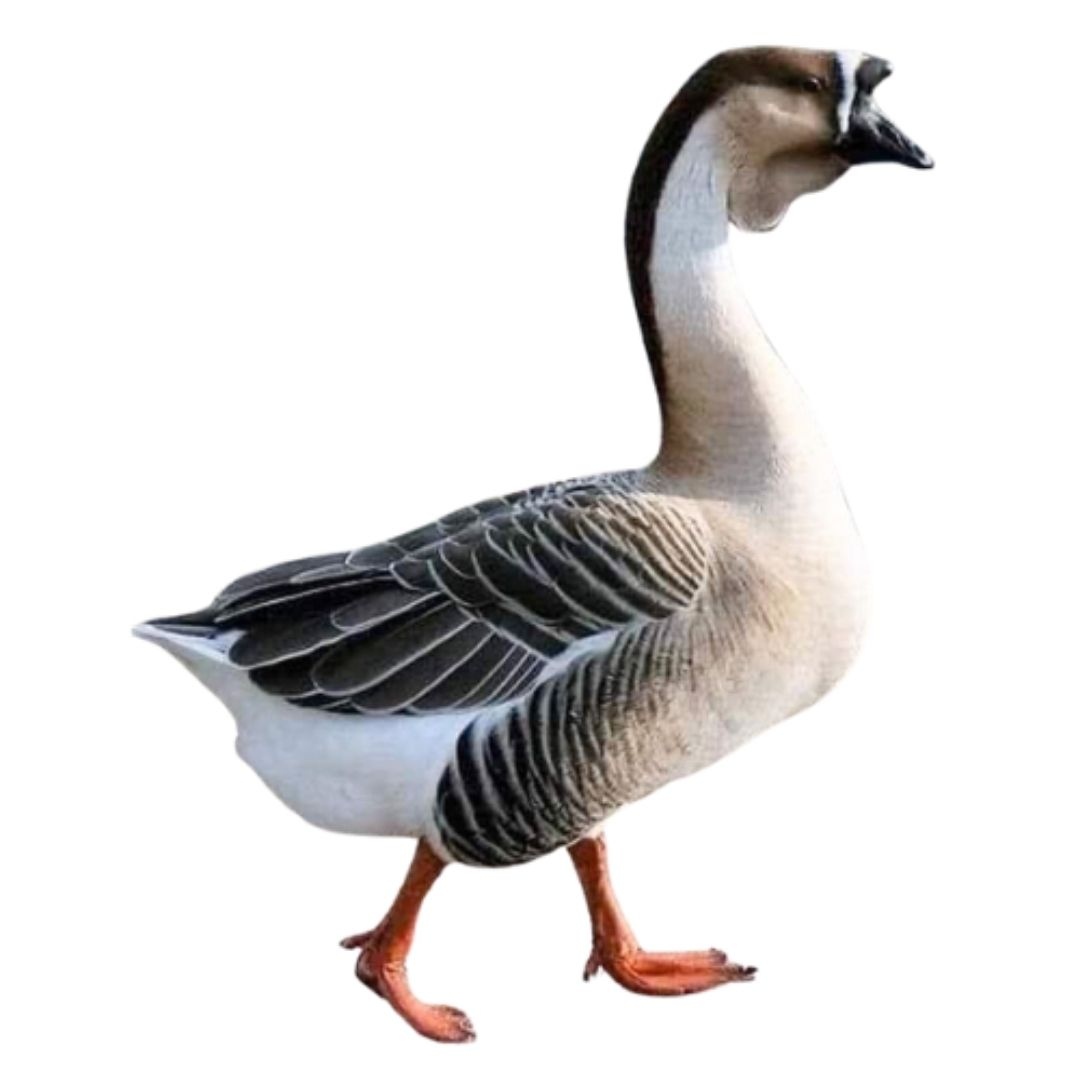 রাজ হাঁস